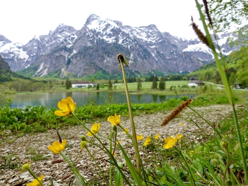 Gelbe Blumen mit See und Bergpanorama