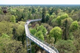 Baum und Zeit Baumkronenpfad: Holzsteg