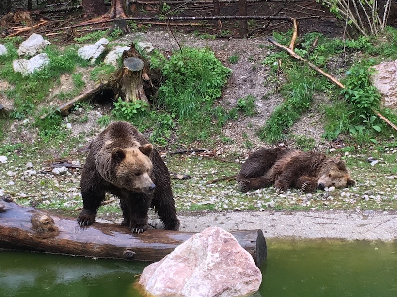 Ein stehender und ein daneben liegender Braunbär