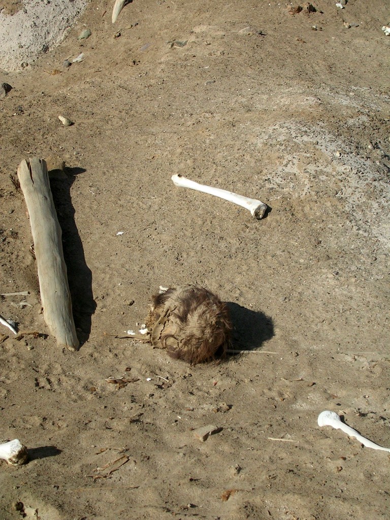 Knochen und Schädel auf einem Wari Friedhof nahe Querulpa