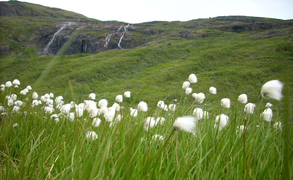 Weiße Blumen in Grönland
