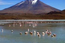 Laguna Hedionda in der Salar de Uyuni