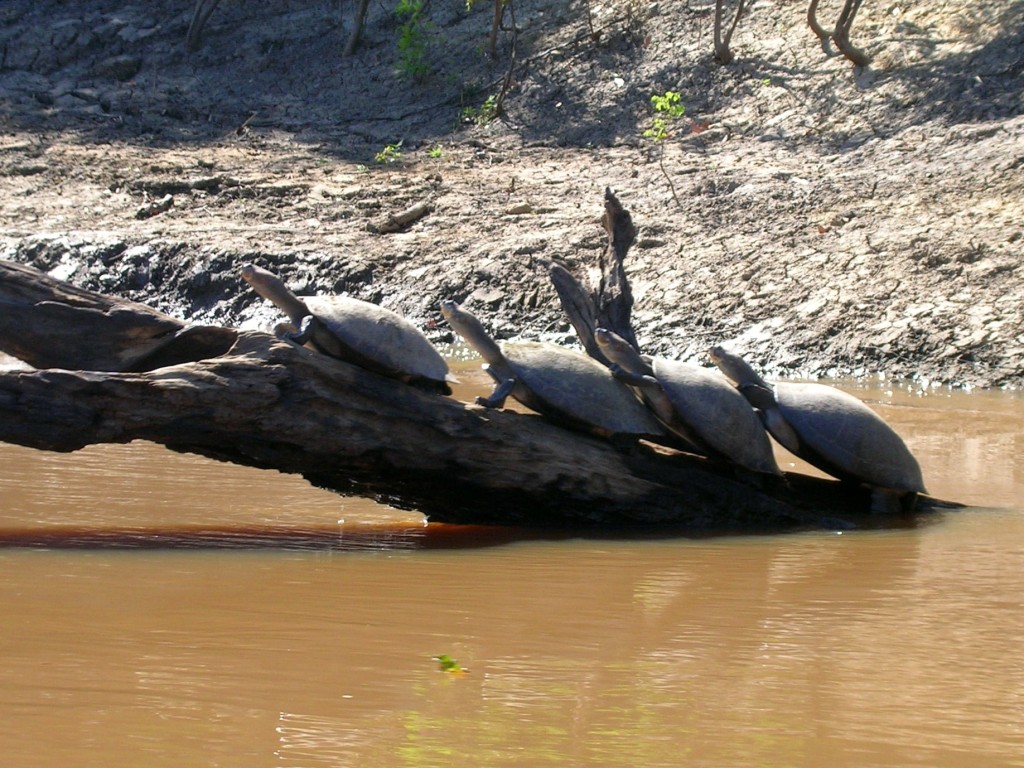 Gestapelte Schildkröten in der Pampa in Rurrenabaque