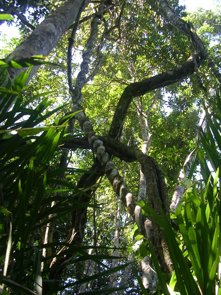 Bäume im Madidi Nationalpark in Rurrenabque