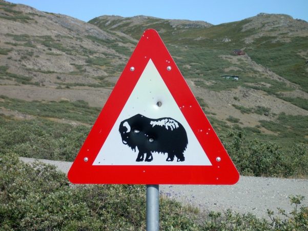 Vorsicht Mochusochse! Verkehrszeichen
