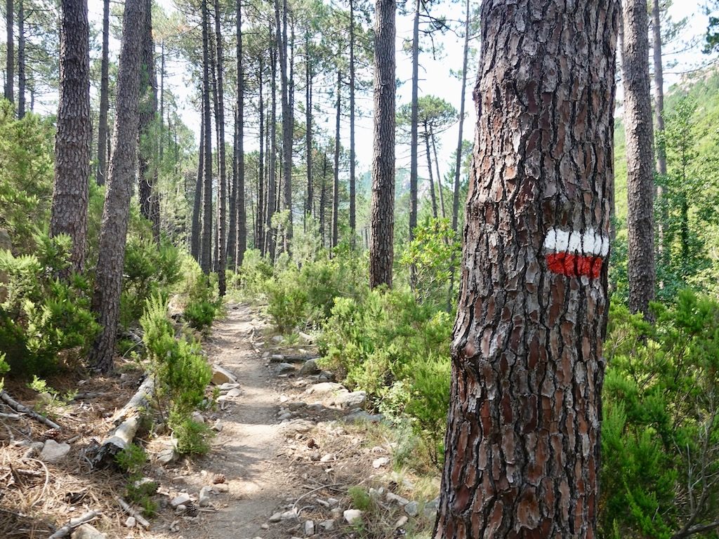 GR20: Rot-weiße Markierung an einem Baum im Südteil