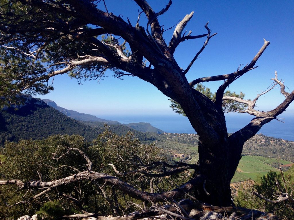 Ein Baum und eine schöne Aussicht am Weg von Esporles nach Valldemossa