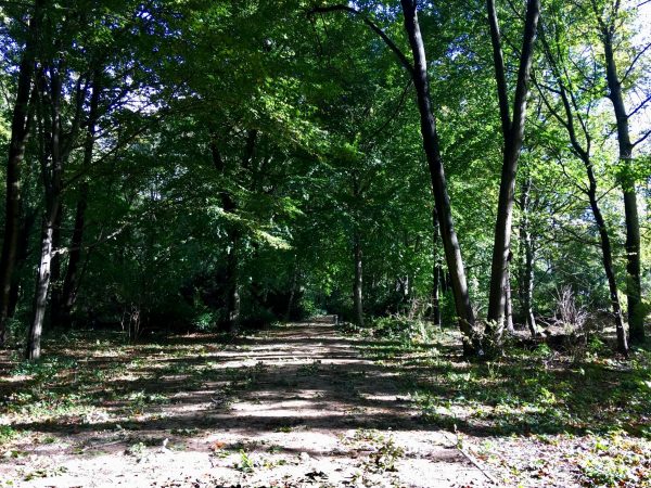 Spazierweg im Großen Tiergarten in Berlin