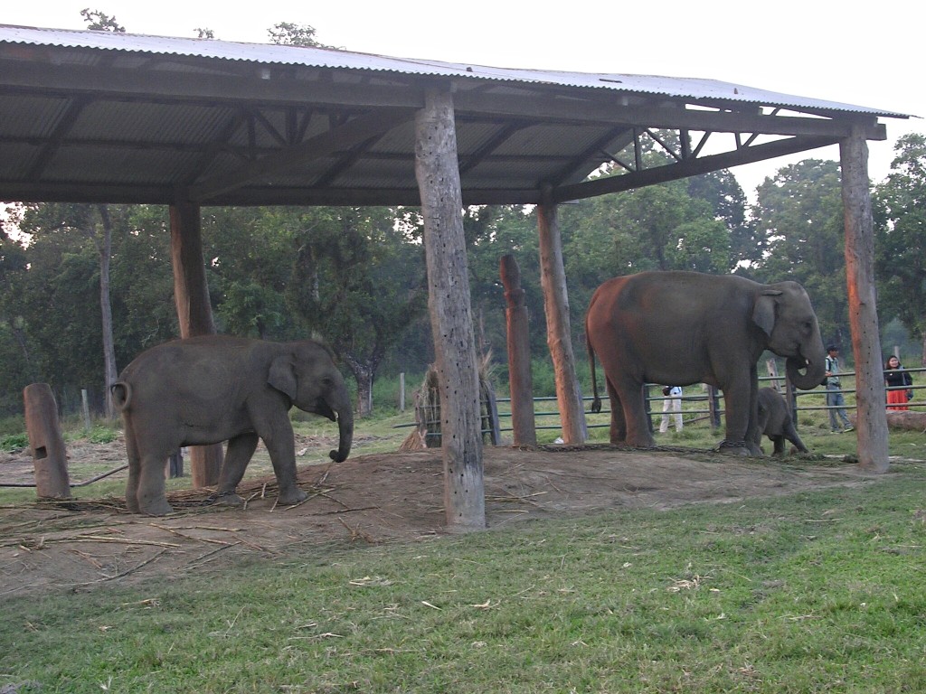 Elefanten Aufzuchtstation Chitwan