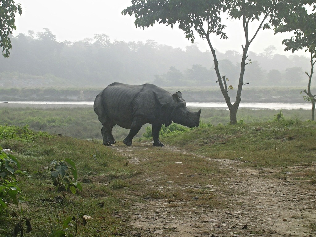 Einhörniges Nashorn im Chitwan Nationalpark