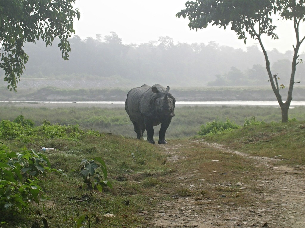 Einhörniges Nashorn im Chitwan Nationalpark