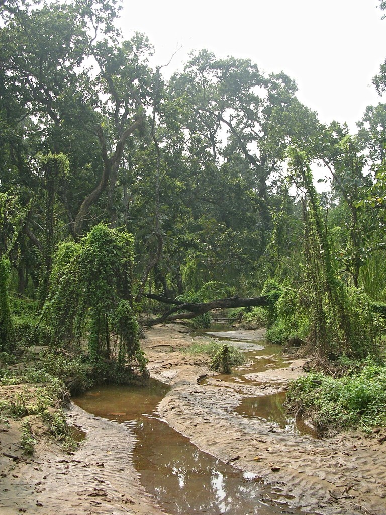 Dschungel in Chitwan