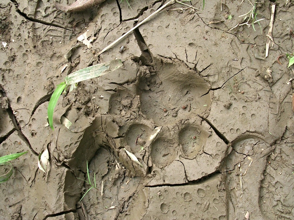 Tiger Fussabdruck im Chitwan National Park