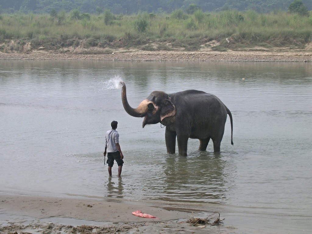 Elefantenbaden in Chitwan