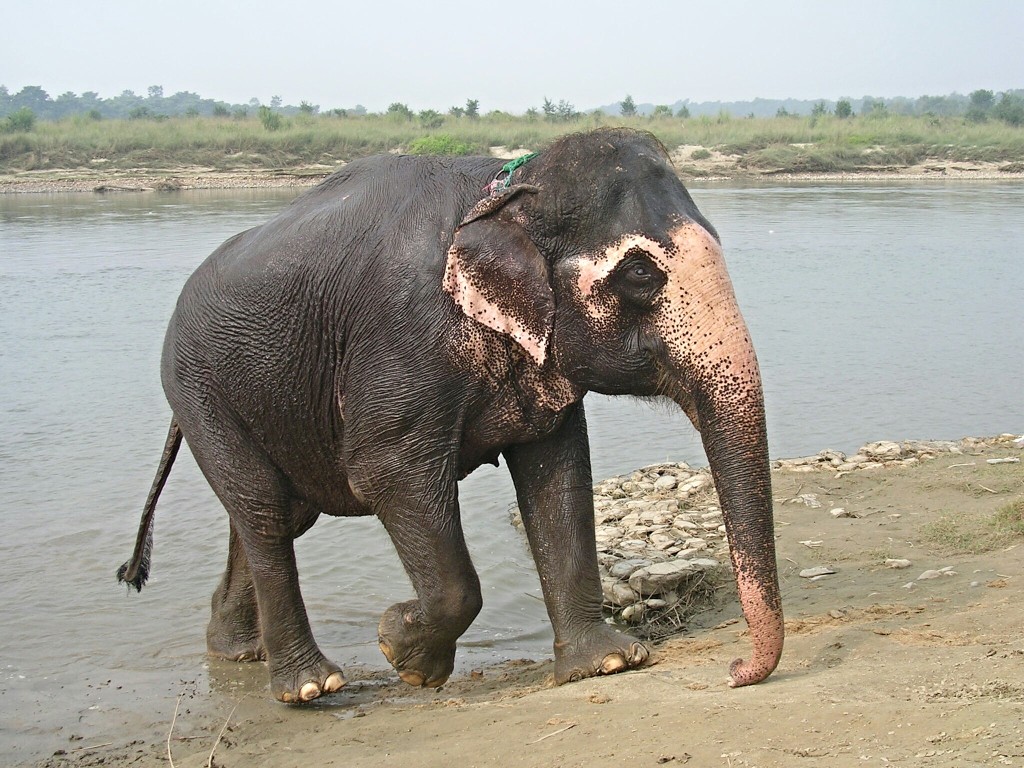 Elefant in Chitwan