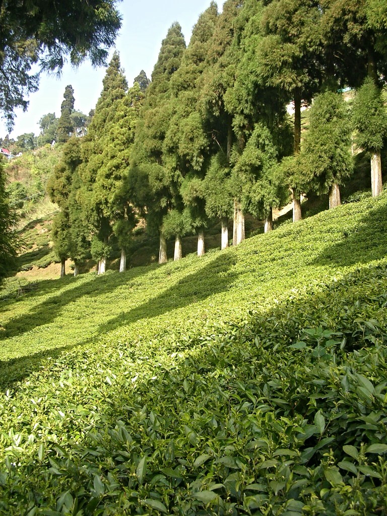 Teeplantage in Darjeeling