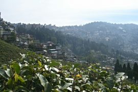 Teeplantagen in Darjeeling