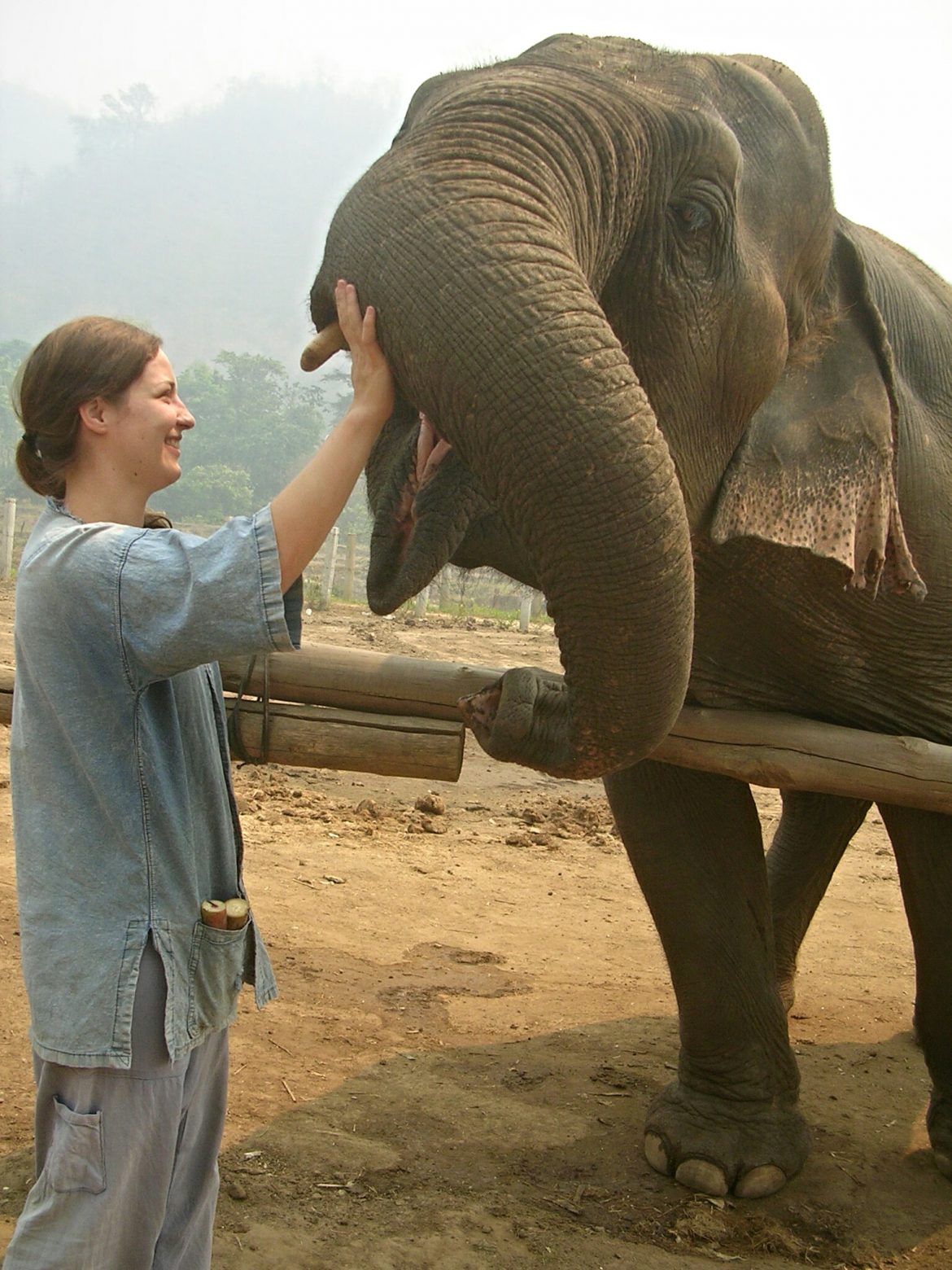 Elefant füttern in der Elefantenschule