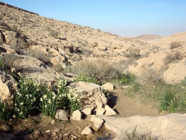 Narzissen am Weg beim Trekken durch die Wüste Negev