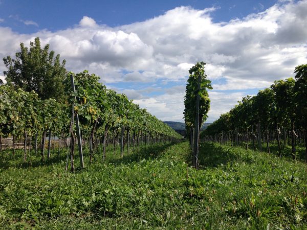 Weinreben in Krems