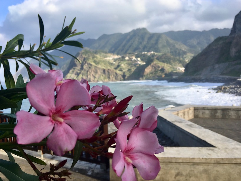 Rosa Blumen mit Meer und Bergen im Hintergrund