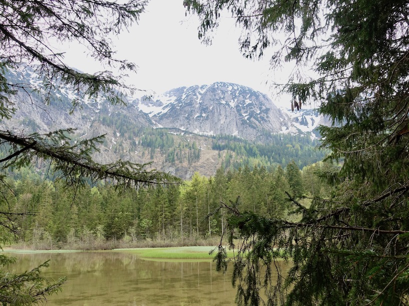 Blick durch Nadelbaumäste auf See und Berg