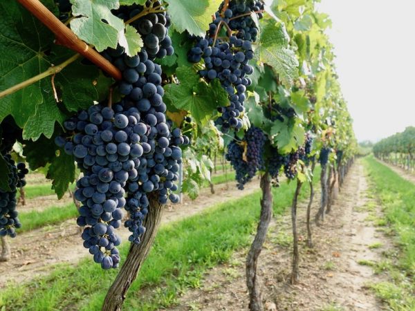 Wachauer-Jakobsweg-Weinrebe