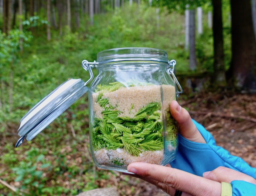 Glas mit Maiwipferl und Zucker wird in einem Wald in die Höhe gehalten