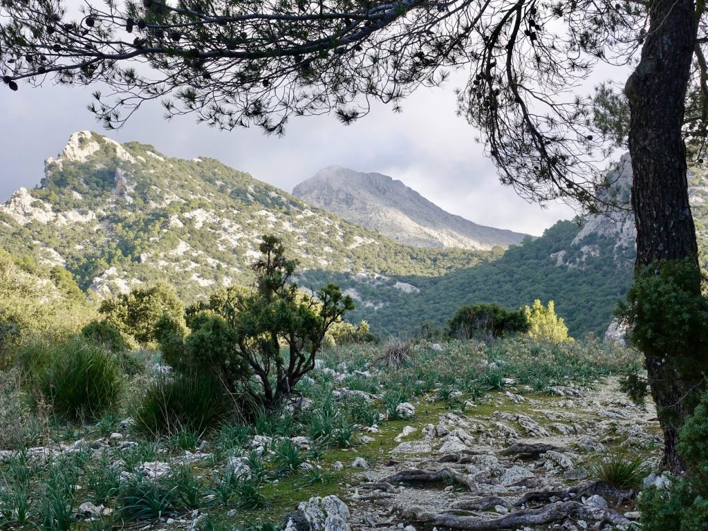 Wandern in der Serra-Tramuntana: Nahe dem Coll de Sa Basola